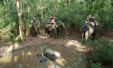 Elephant Ride